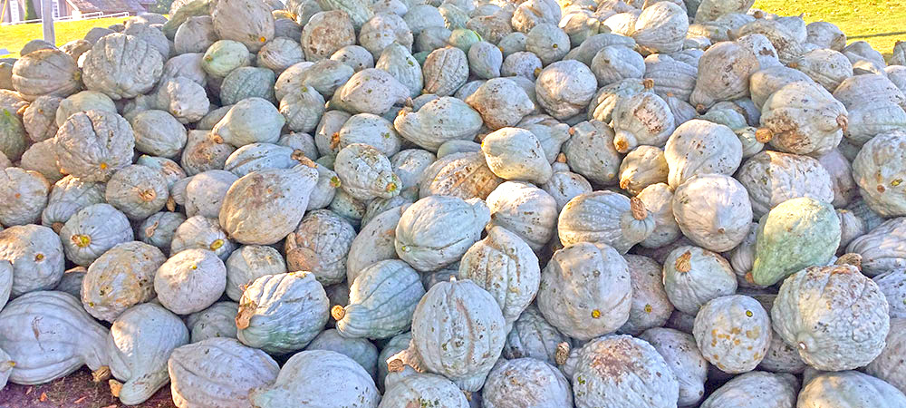 Squash