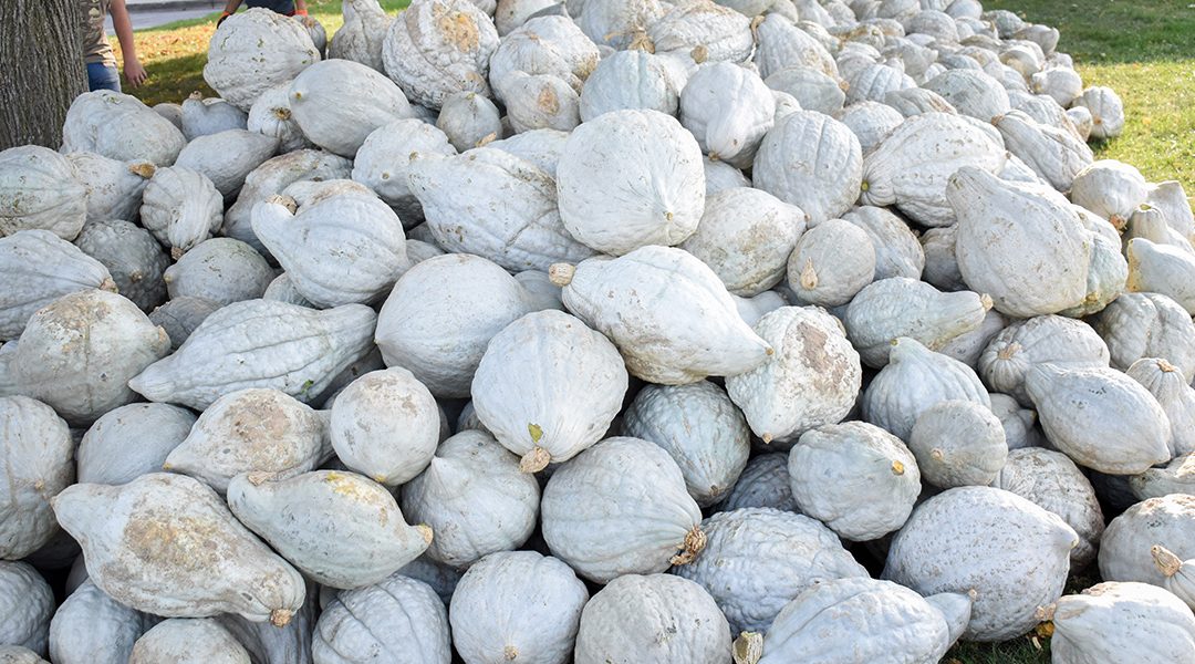 Blue Hubbard Squash