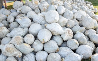 Blue Hubbard Squash